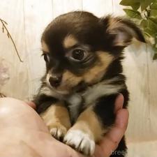 ♀︎チワワ(ロングコート)