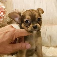 ♀︎チワワ(ロングコート)