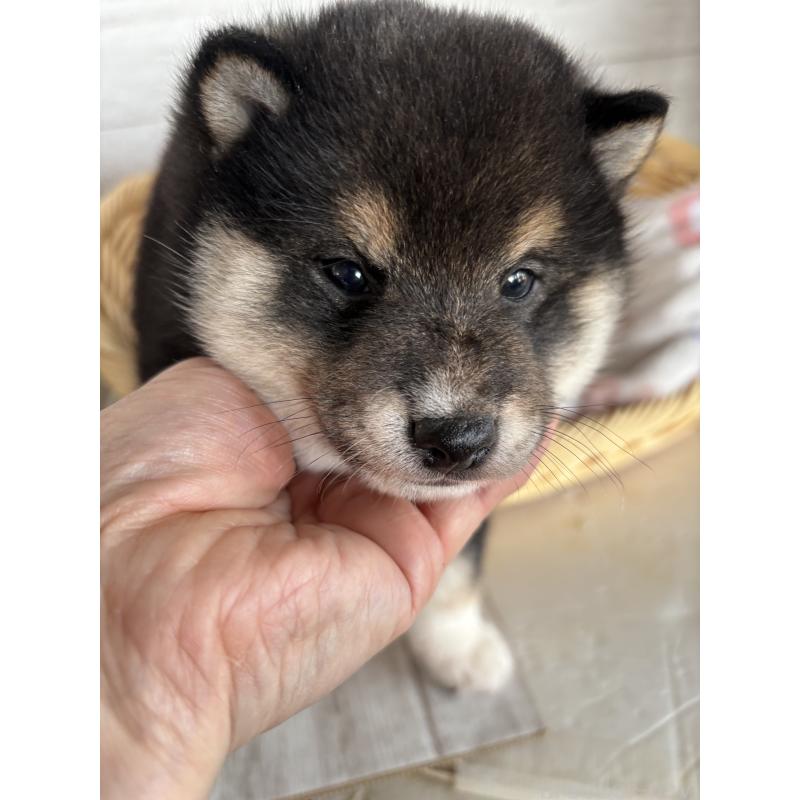 販売中の静岡県の柴犬-453830