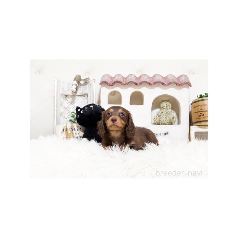 販売中の佐賀県のミニチュアダックスフンド(ロングヘアード)-455119の3枚目