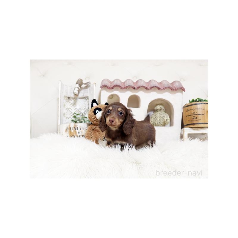 販売中の佐賀県のミニチュアダックスフンド(ロングヘアード)-455120の4枚目