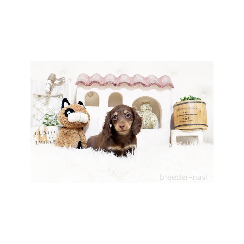 販売中の佐賀県のミニチュアダックスフンド(ロングヘアード)-455120の2枚目