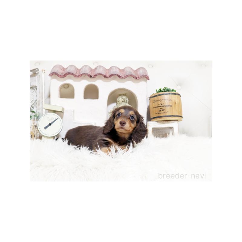 販売中の佐賀県のミニチュアダックスフンド(ロングヘアード)-455121の5枚目