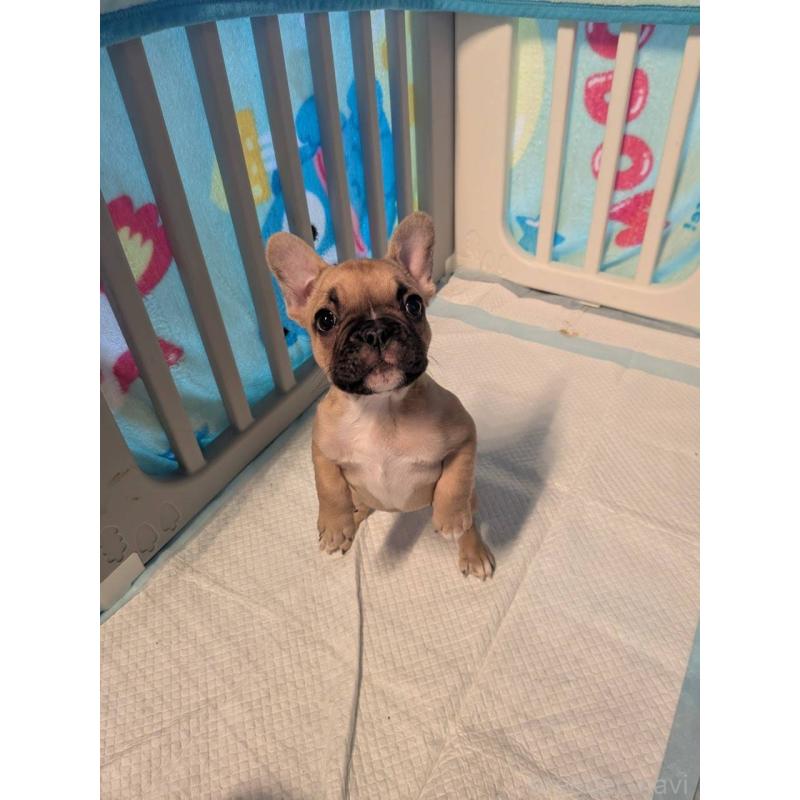 販売中の京都府のフレンチブルドッグ-447435の8枚目