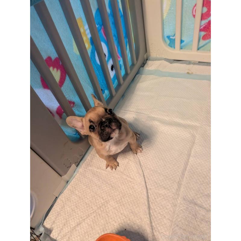 販売中の京都府のフレンチブルドッグ-447435の7枚目