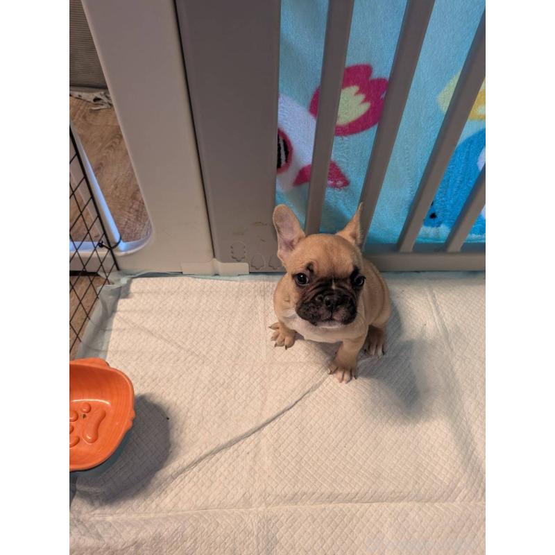 販売中の京都府のフレンチブルドッグ-447435の6枚目