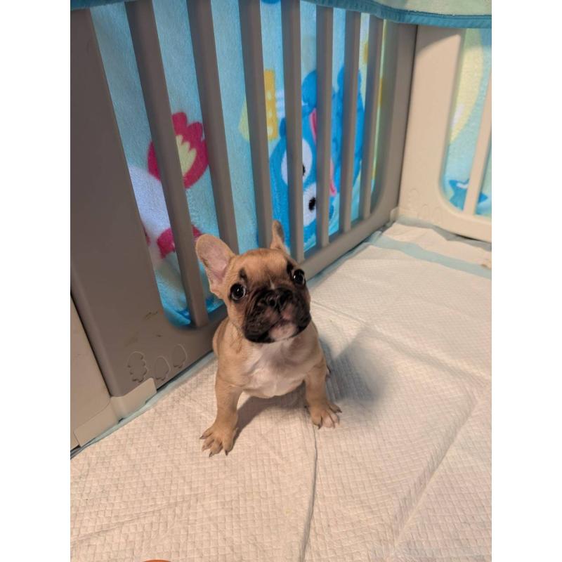 販売中の京都府のフレンチブルドッグ-447435の4枚目