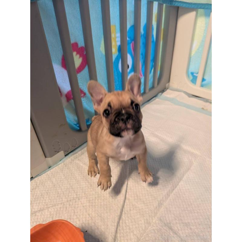 販売中の京都府のフレンチブルドッグ-447435の5枚目