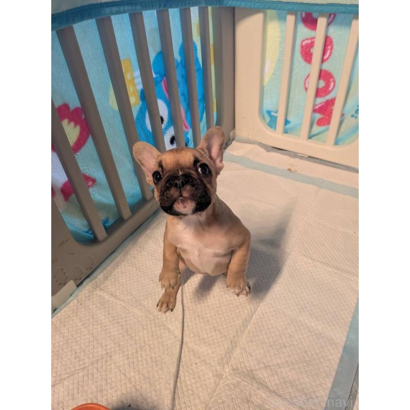 販売中の京都府のフレンチブルドッグ-447435の3枚目