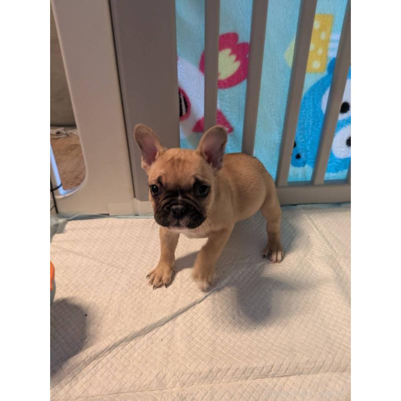 販売中の京都府のフレンチブルドッグ-447435の2枚目