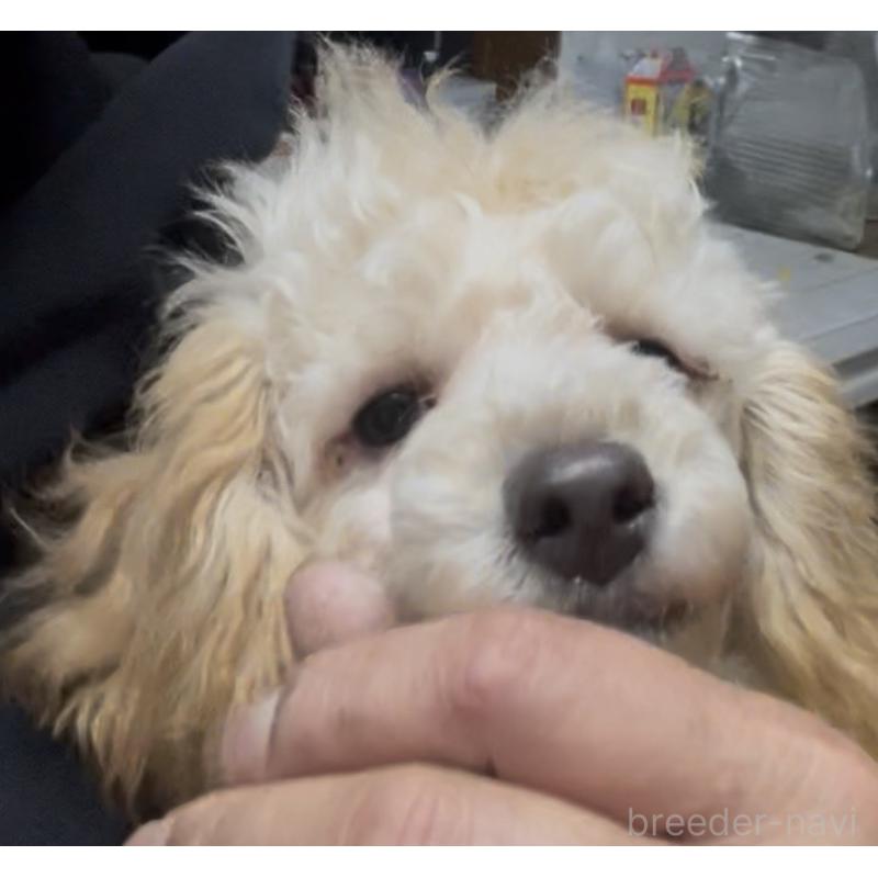 成約済の東京都のマルプー:マルチーズ×トイプードル-427268の3枚目