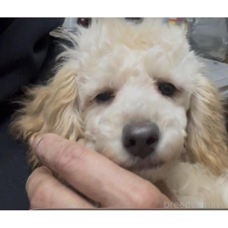 成約済の東京都のマルプー:マルチーズ×トイプードル-427268の2枚目