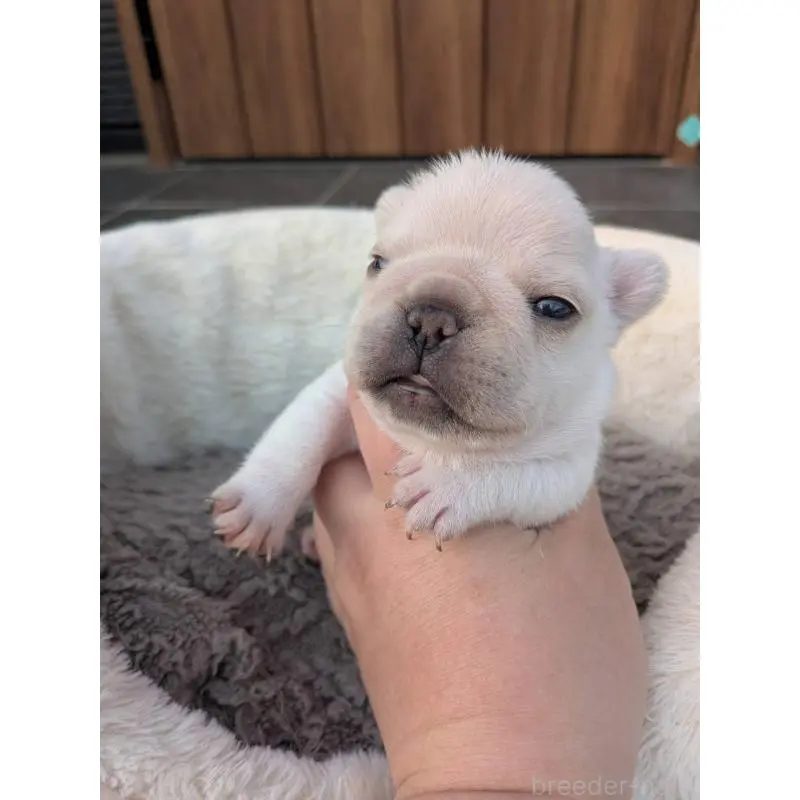 販売中の京都府のフレンチブルドッグ-455123の7枚目