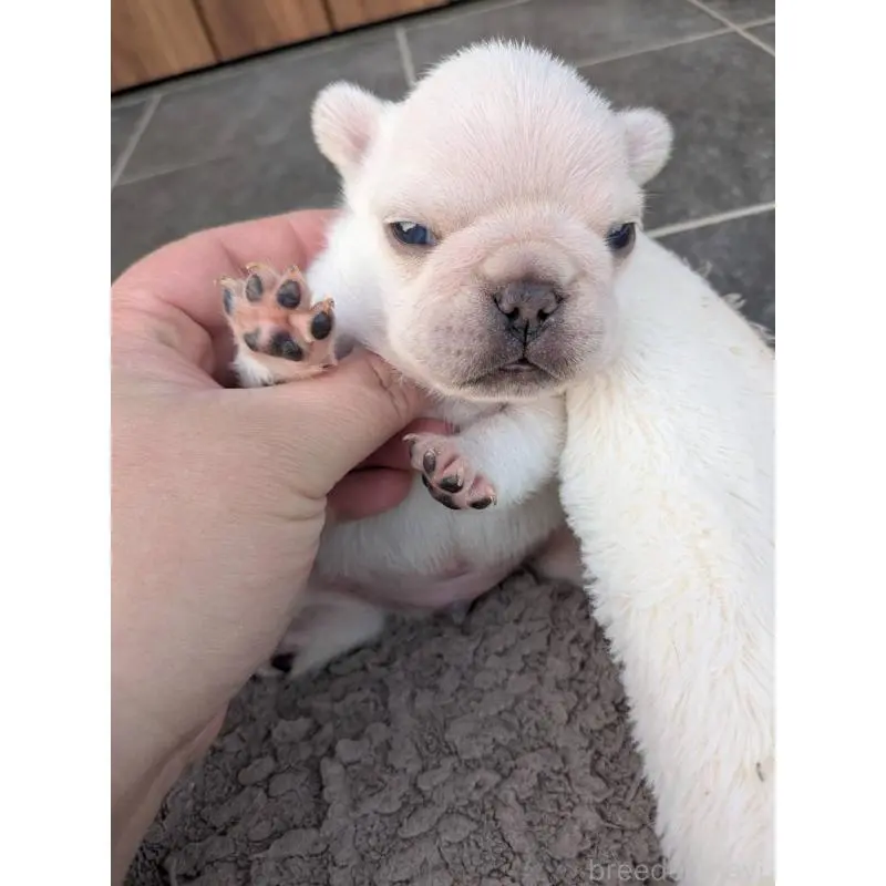 販売中の京都府のフレンチブルドッグ-455123の6枚目