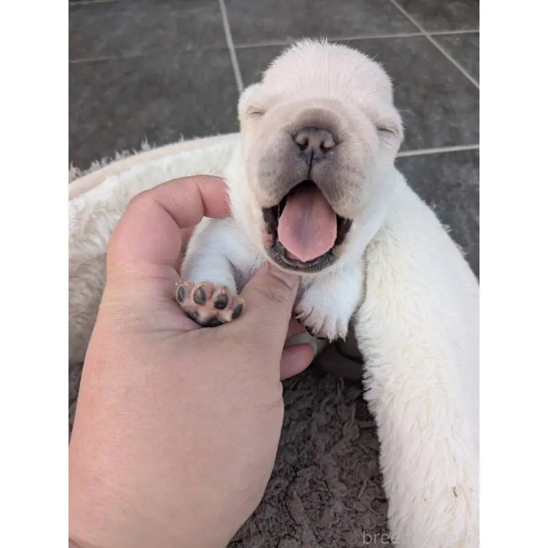 販売中の京都府のフレンチブルドッグ-455123の5枚目