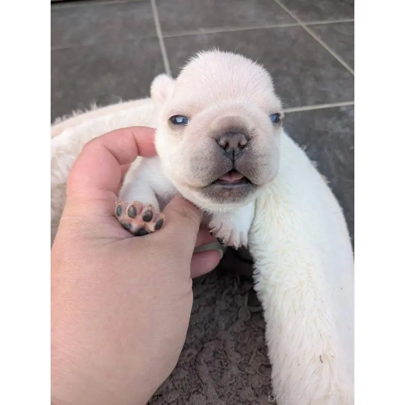 販売中の京都府のフレンチブルドッグ-455123の4枚目