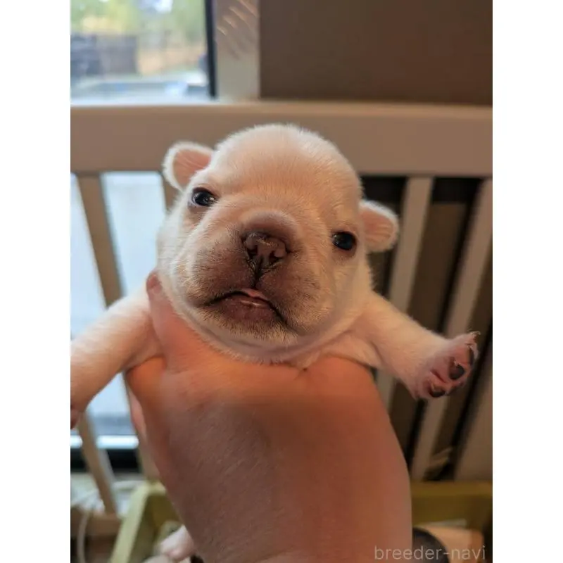 販売中の京都府のフレンチブルドッグ-455123の3枚目