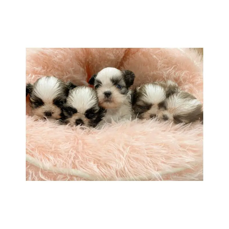 販売中の新潟県のシーズー-455125の2枚目