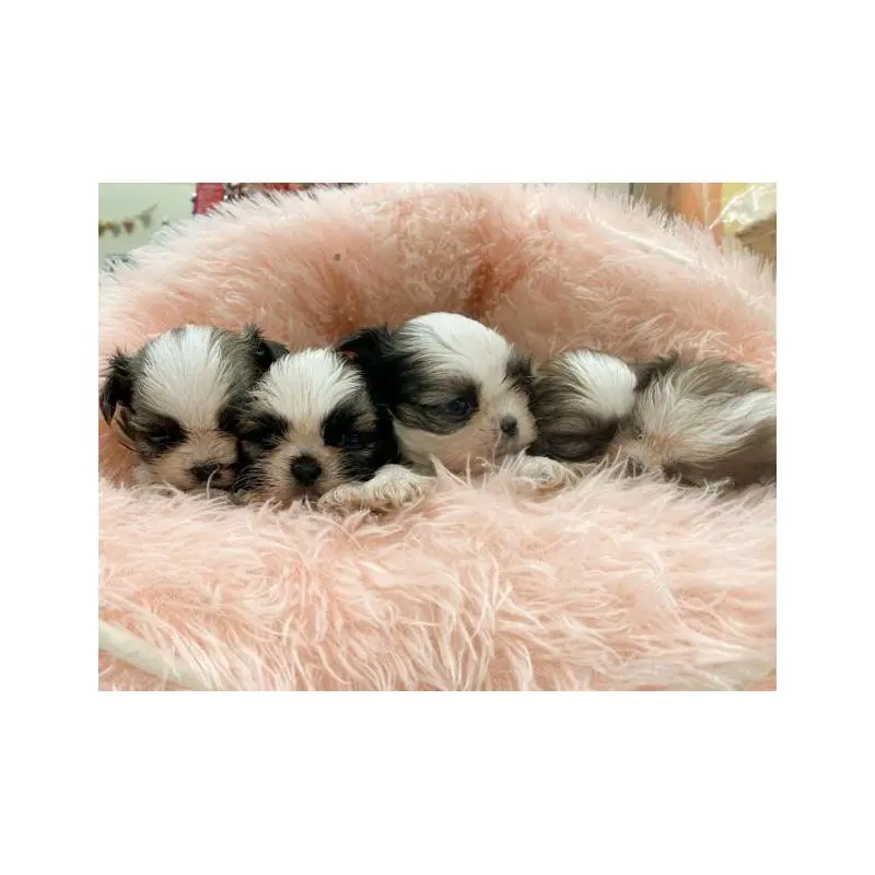 販売中の新潟県のシーズー-455125の3枚目