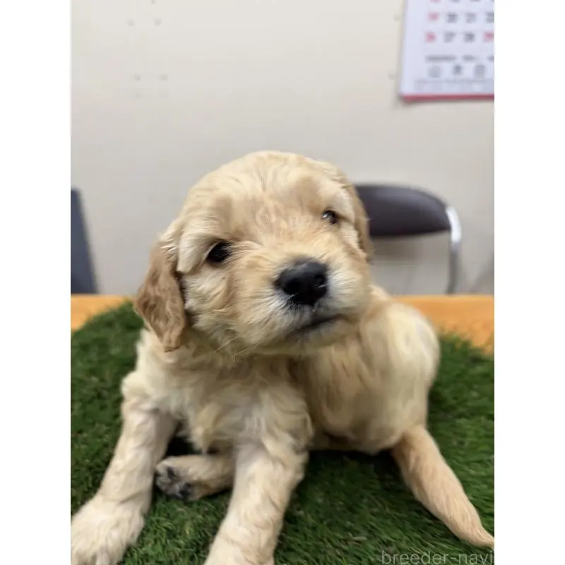 販売中の埼玉県のゴールデンドゥードル:ゴールデンレトリーバー×プードル-455126の2枚目