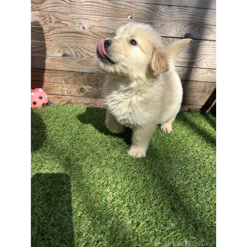 販売中の静岡県のゴールデンレトリーバー-455127の9枚目