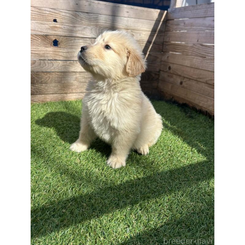 販売中の静岡県のゴールデンレトリーバー-455127の8枚目