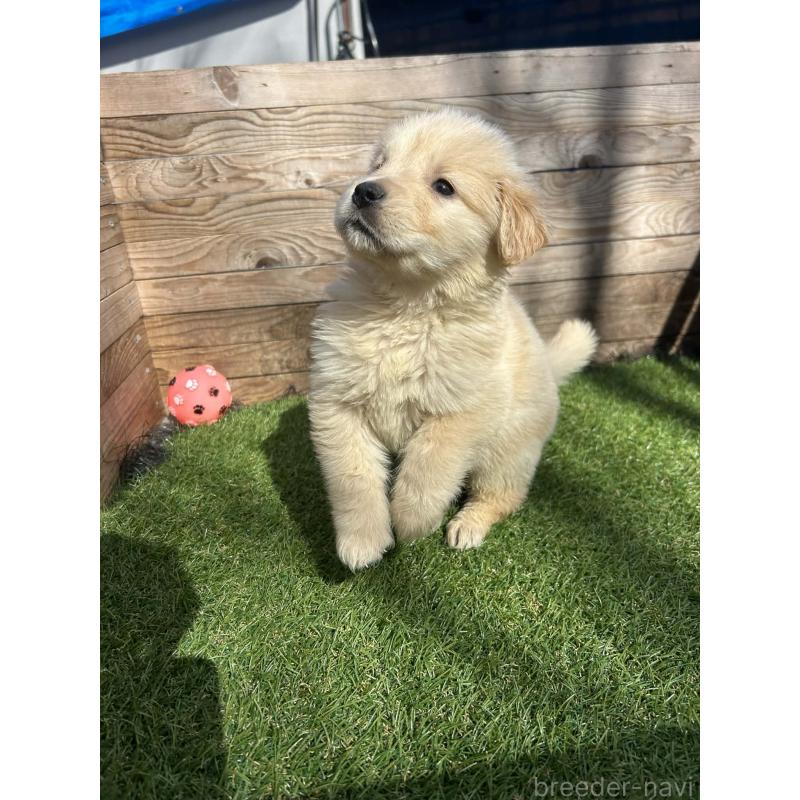 販売中の静岡県のゴールデンレトリーバー-455127の7枚目