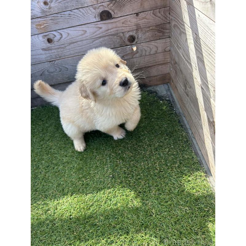 販売中の静岡県のゴールデンレトリーバー-455127の6枚目