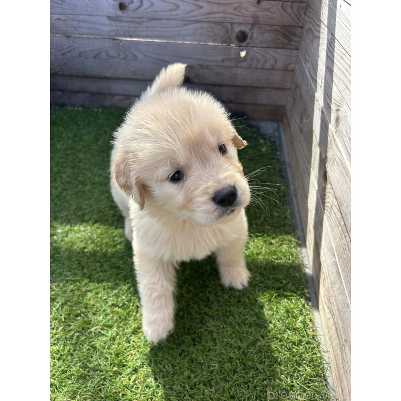 販売中の静岡県のゴールデンレトリーバー-455127の5枚目