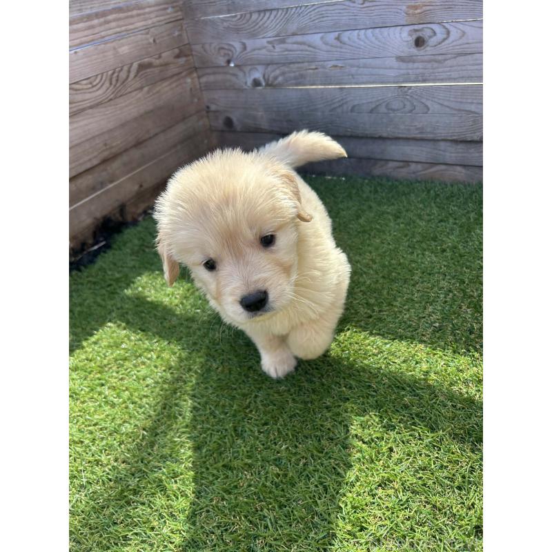 販売中の静岡県のゴールデンレトリーバー-455127の4枚目