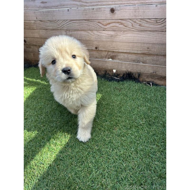 販売中の静岡県のゴールデンレトリーバー-455127の3枚目