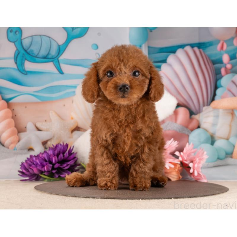 販売中の愛知県のトイプードル-455128の6枚目