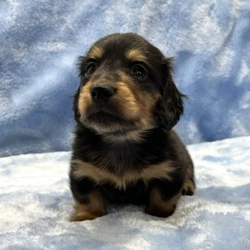 販売中の大阪府のミニチュアダックスフンド(ロングヘアード)-455281の9枚目