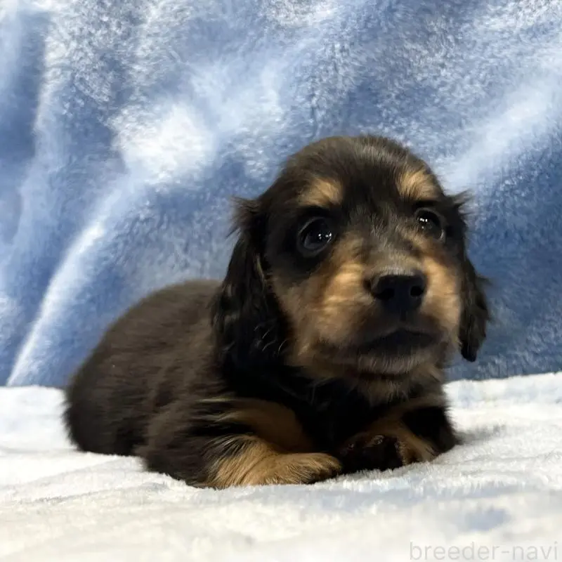 販売中の大阪府のミニチュアダックスフンド(ロングヘアード)-455281の8枚目