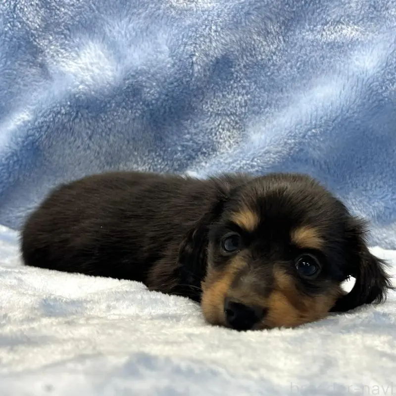 販売中の大阪府のミニチュアダックスフンド(ロングヘアード)-455281の7枚目