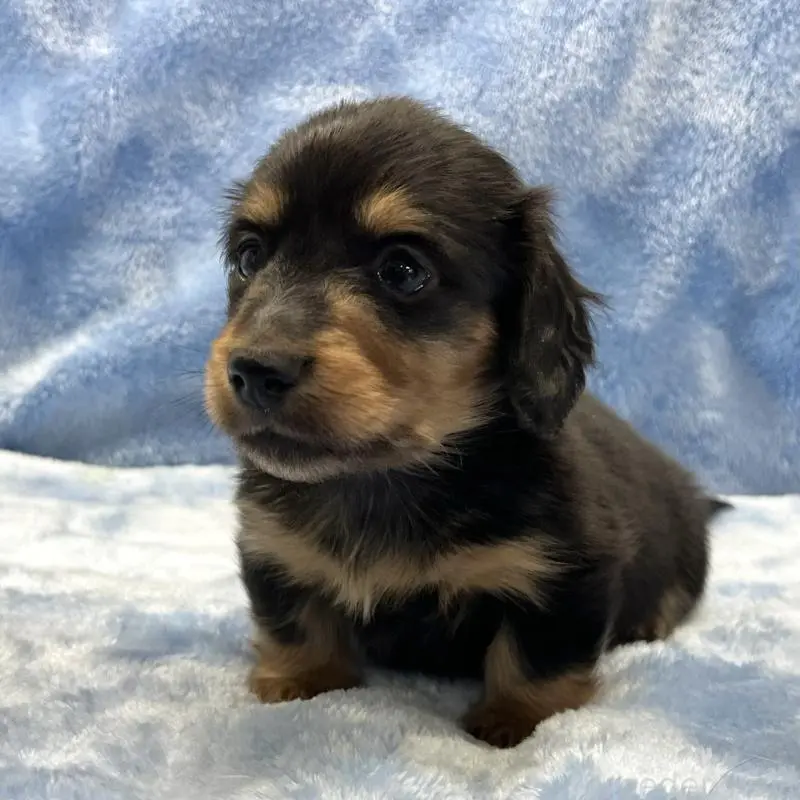 販売中の大阪府のミニチュアダックスフンド(ロングヘアード)-455281の6枚目