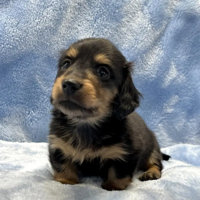 販売中の大阪府のミニチュアダックスフンド(ロングヘアード)-455281の5枚目