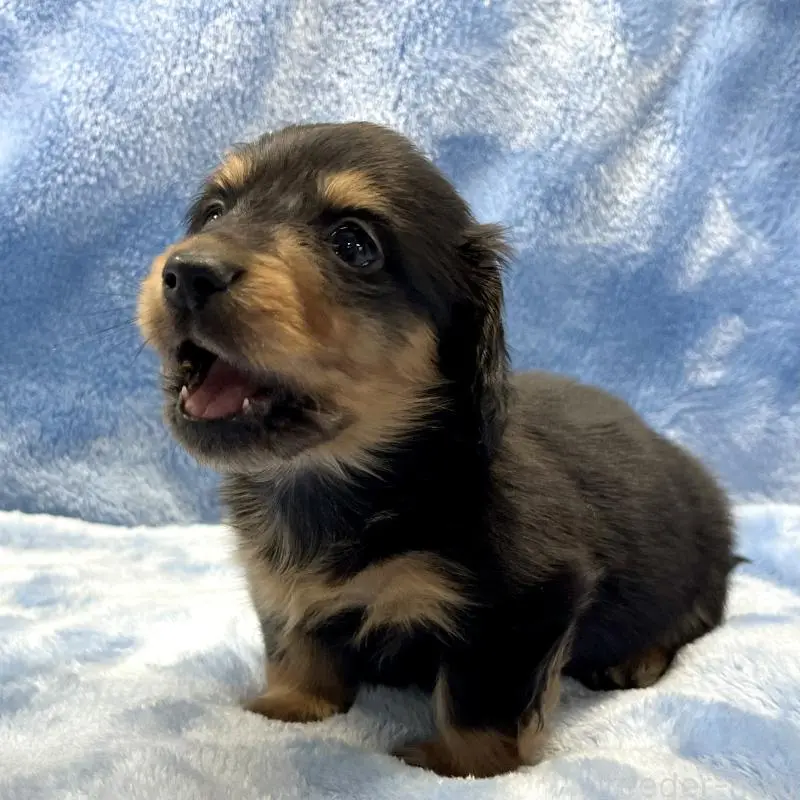 販売中の大阪府のミニチュアダックスフンド(ロングヘアード)-455281の4枚目