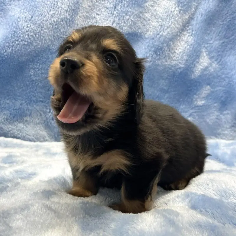 販売中の大阪府のミニチュアダックスフンド(ロングヘアード)-455281の3枚目