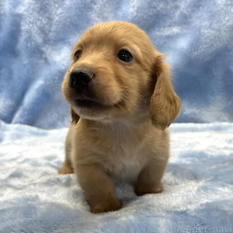 販売中の大阪府のミニチュアダックスフンド(ロングヘアード)-455282の7枚目