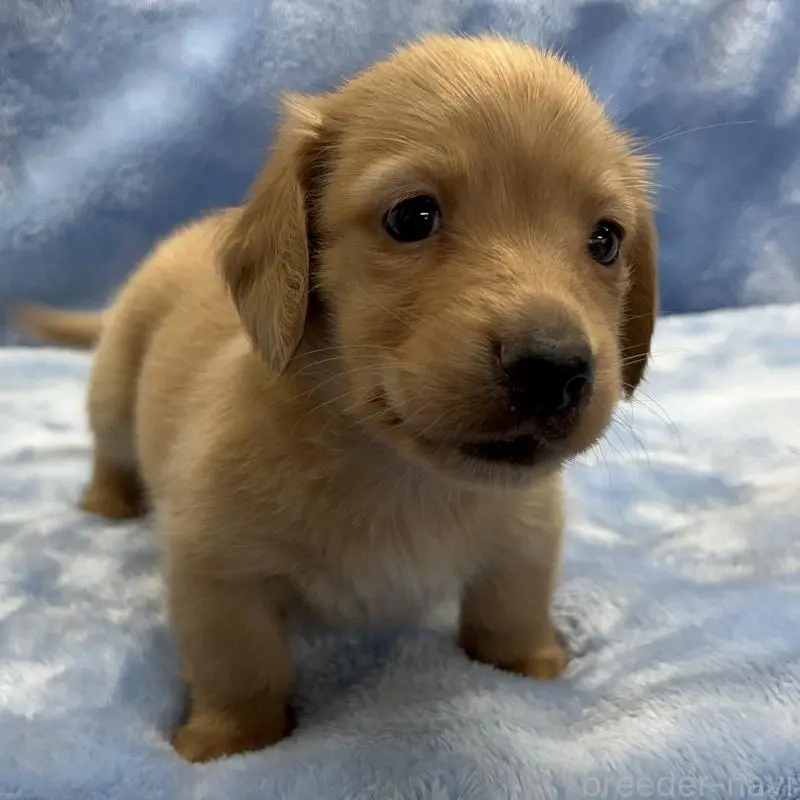 販売中の大阪府のミニチュアダックスフンド(ロングヘアード)-455282の6枚目