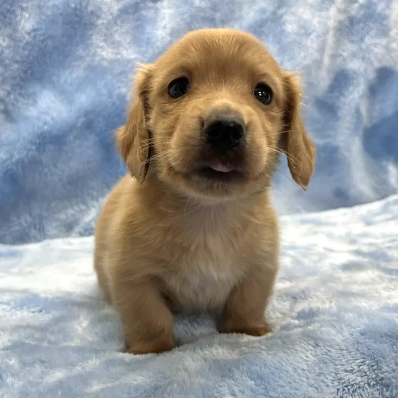 販売中の大阪府のミニチュアダックスフンド(ロングヘアード)-455282の5枚目