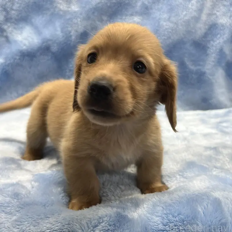 販売中の大阪府のミニチュアダックスフンド(ロングヘアード)-455282の4枚目