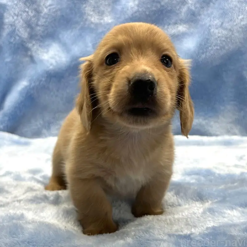 販売中の大阪府のミニチュアダックスフンド(ロングヘアード)-455282の3枚目