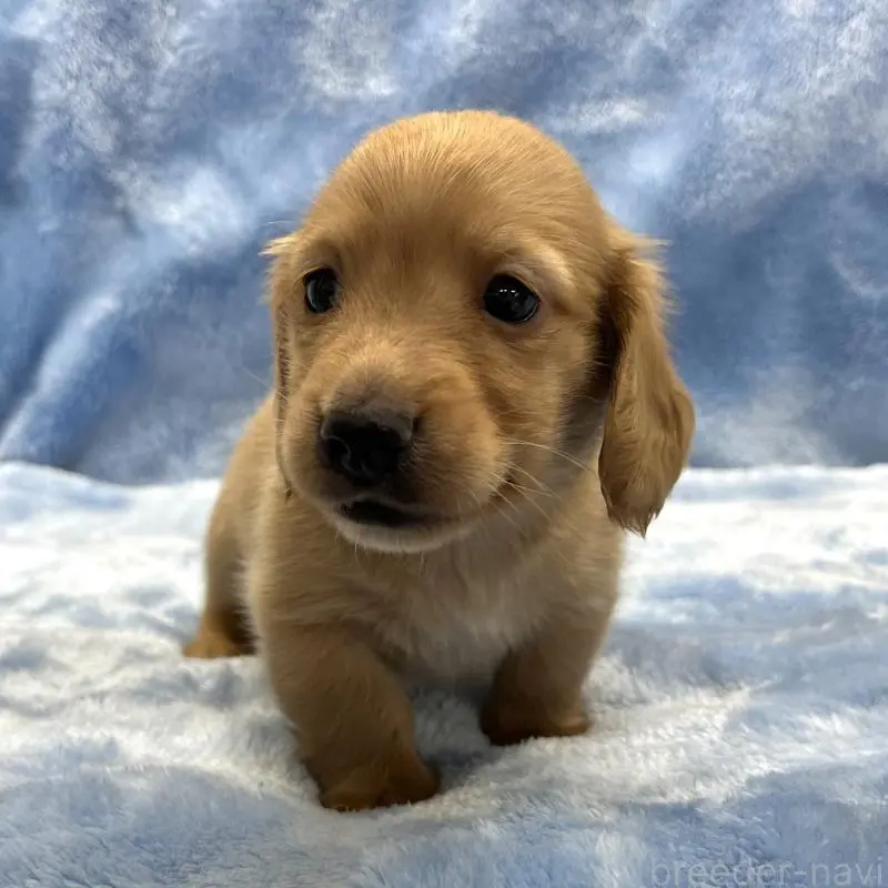 販売中の大阪府のミニチュアダックスフンド(ロングヘアード)-455282の2枚目