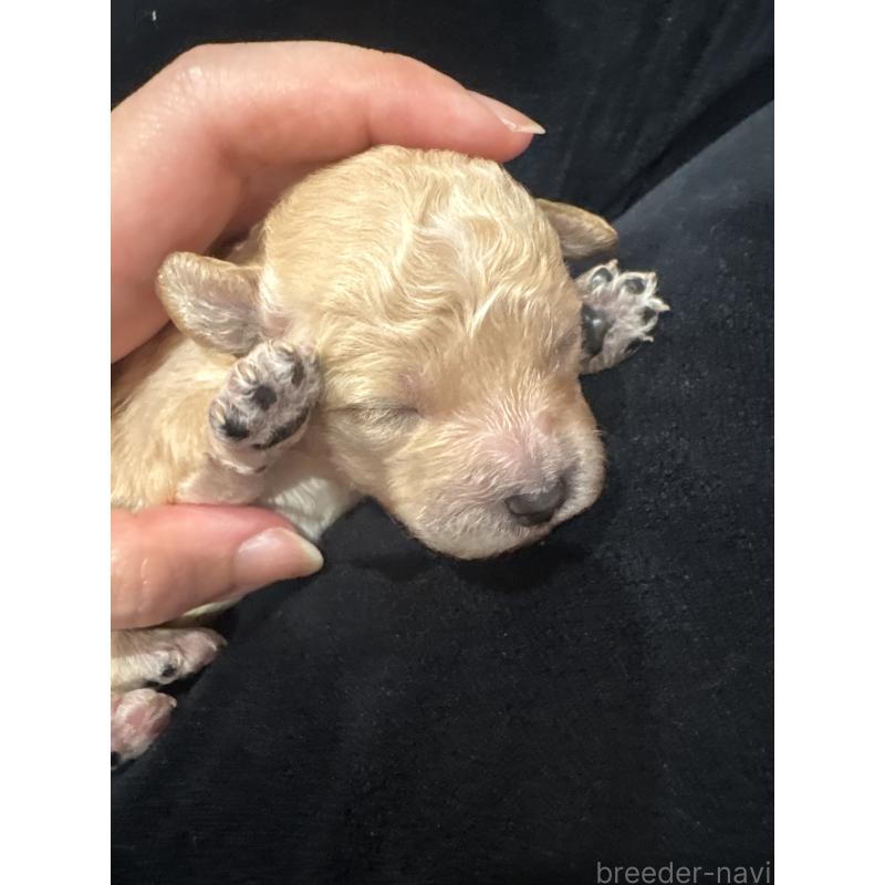 販売中の神奈川県のビションプー:ビションフリーゼ×トイプードル-455283の4枚目