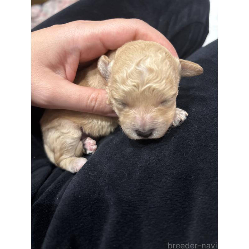 販売中の神奈川県のビションプー:ビションフリーゼ×トイプードル-455283の3枚目