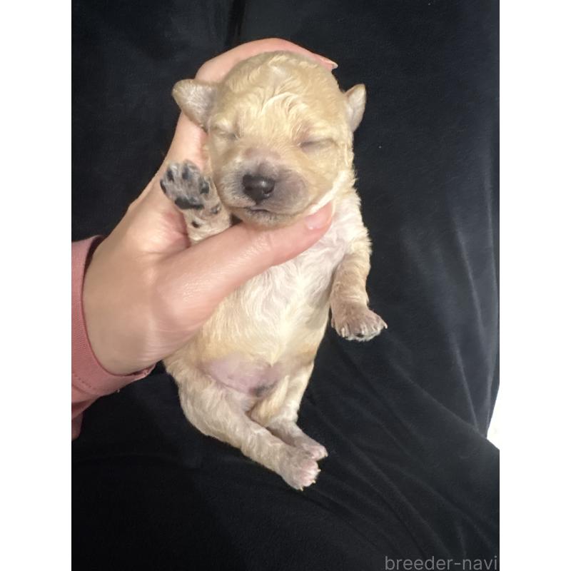 販売中の神奈川県のビションプー:ビションフリーゼ×トイプードル-455283の2枚目