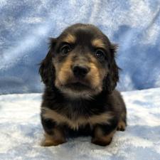 ♀︎ミニチュアダックスフンド(ロングヘアード)