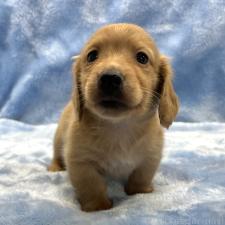 ♀︎ミニチュアダックスフンド(ロングヘアード)